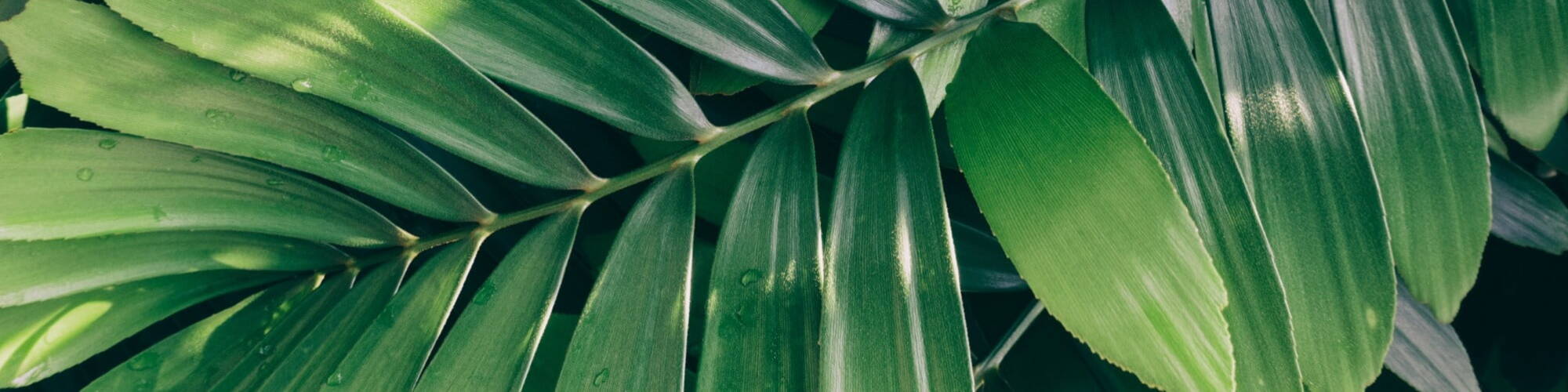 Picture of green leaves