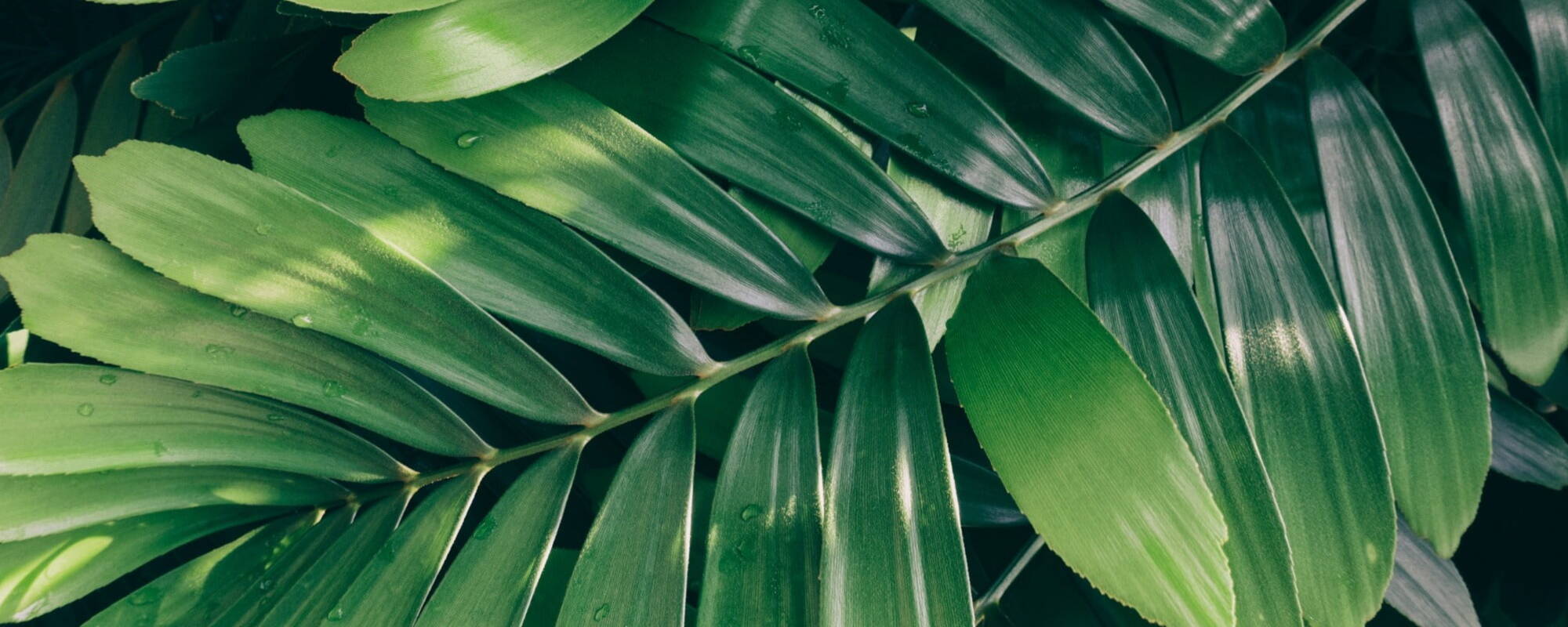 Picture of green leaves