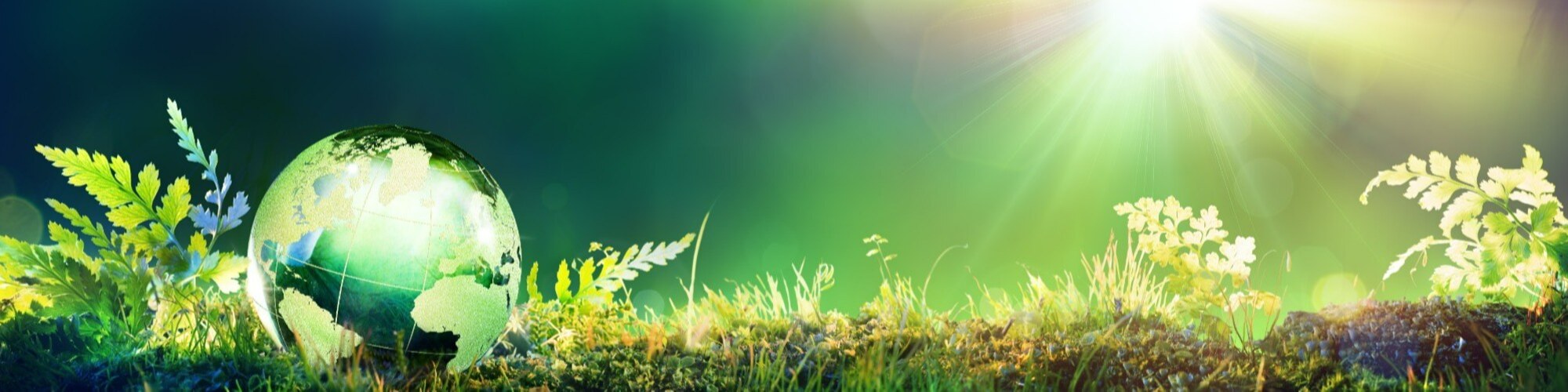 Green glass globe in the grass and the sunlight