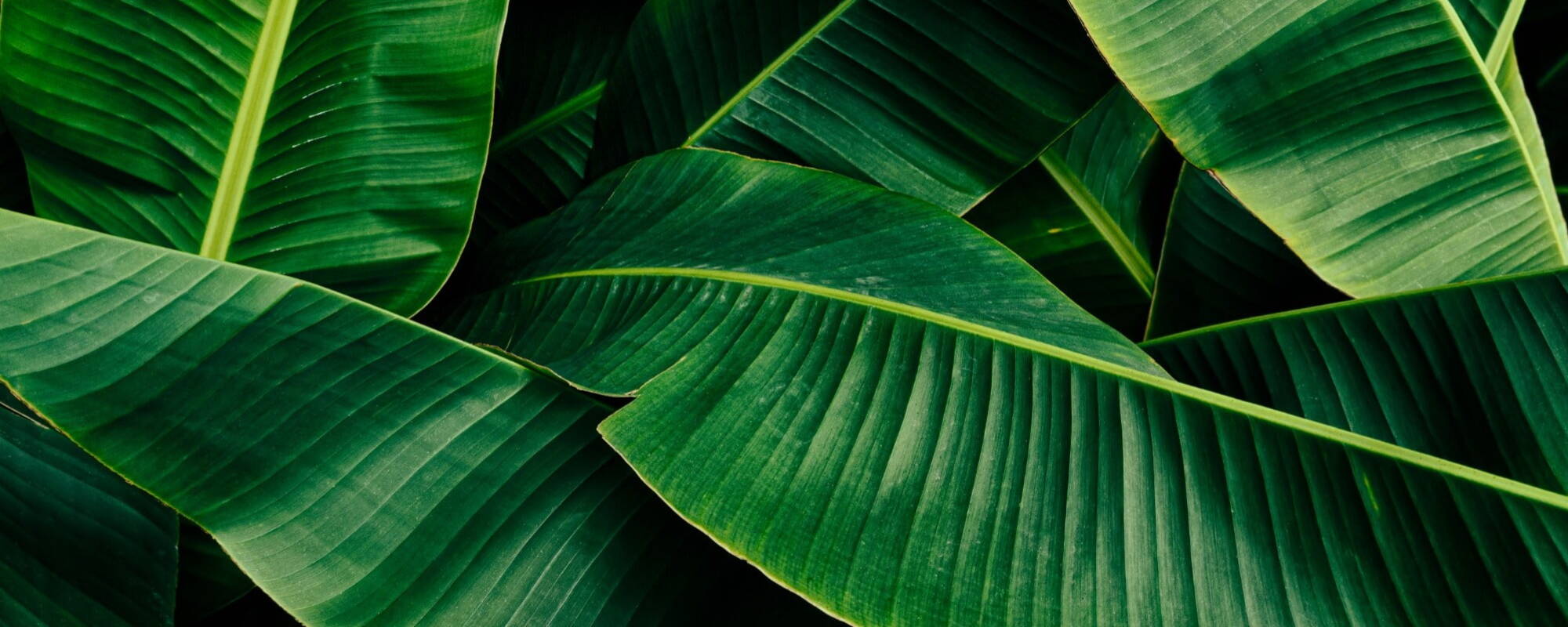 Picture of green leaves