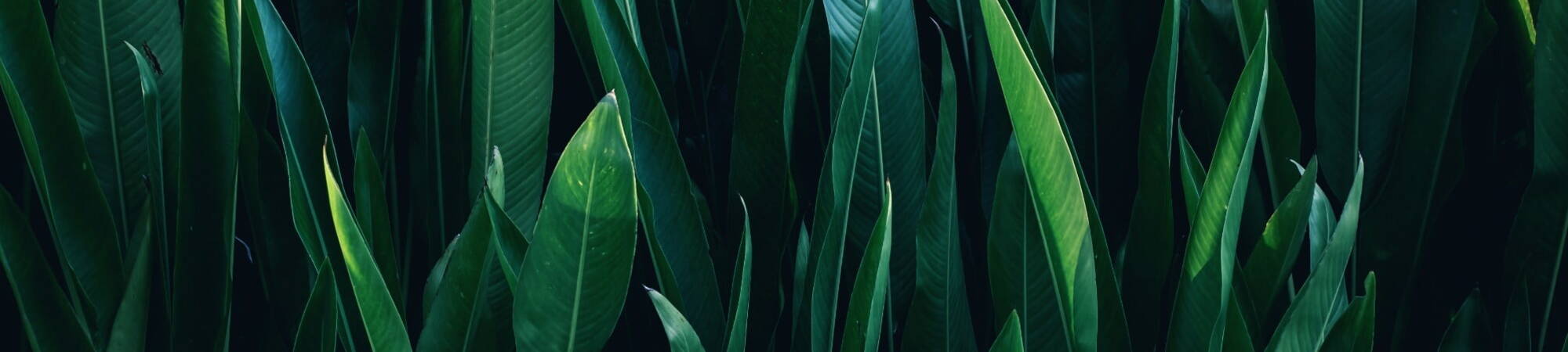 Picture of green leaves