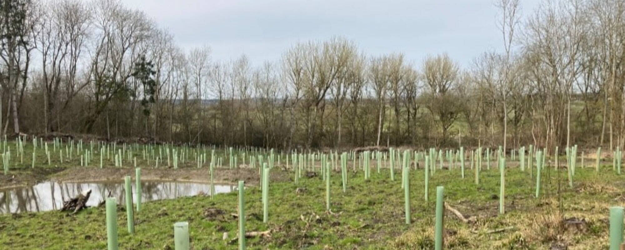 Picture of recently planted tress in a wood