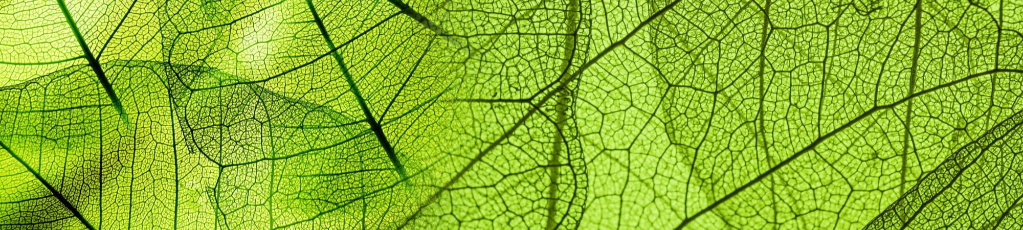 A close up photograph of a green leaf