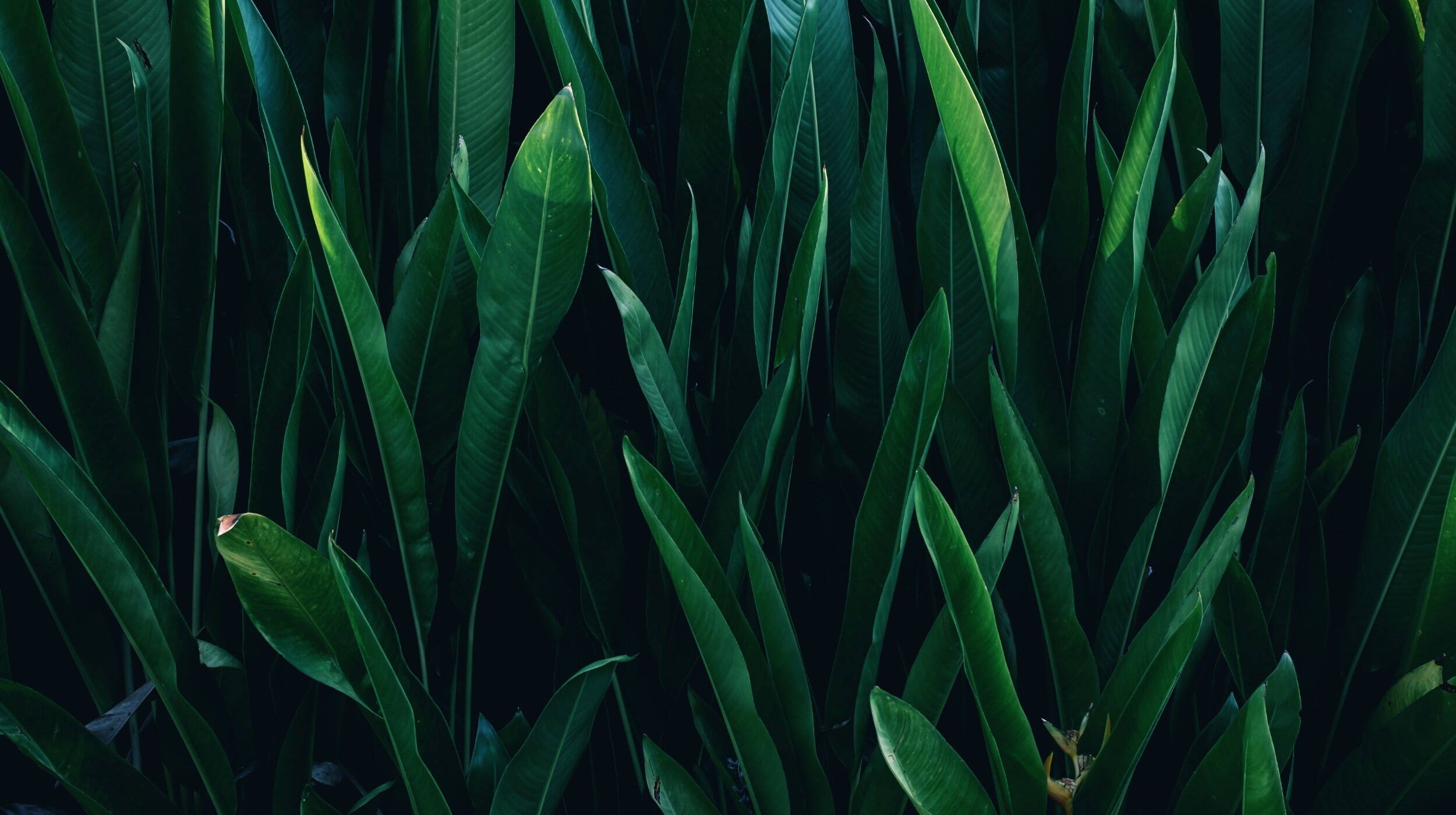 Picture of green leaves