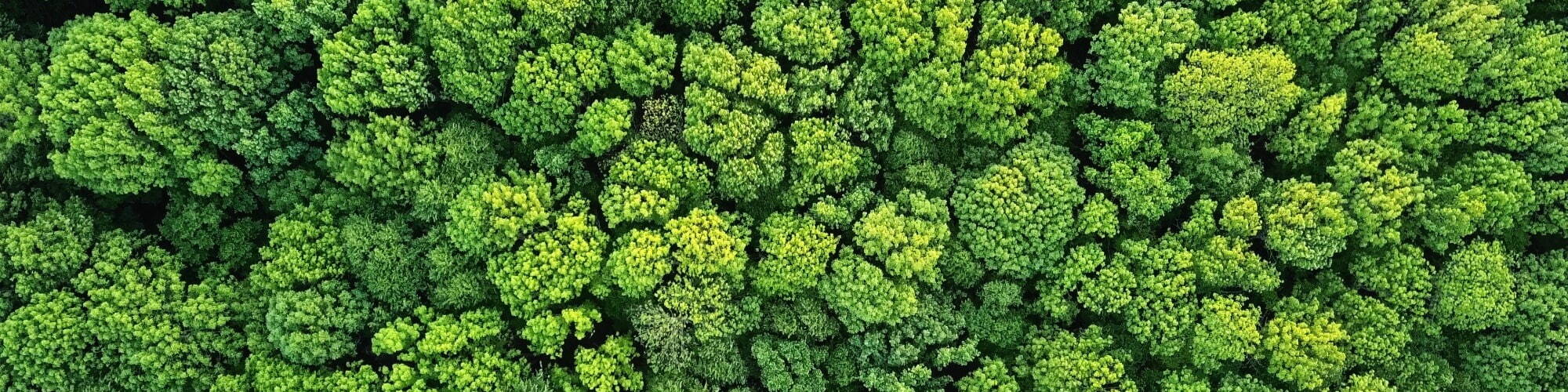 Green forest photographed from above