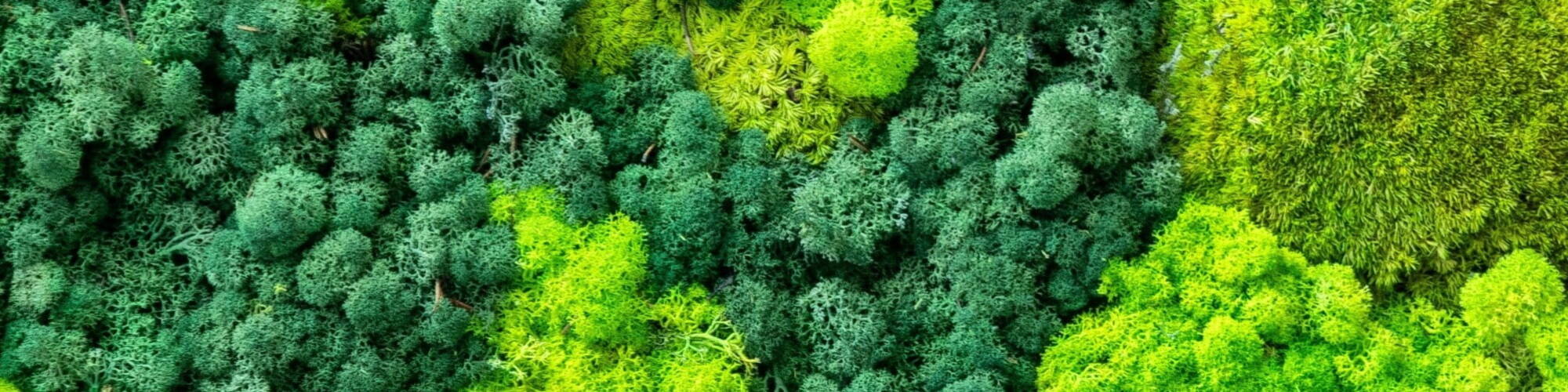 Dark green and light green trees from above photograph