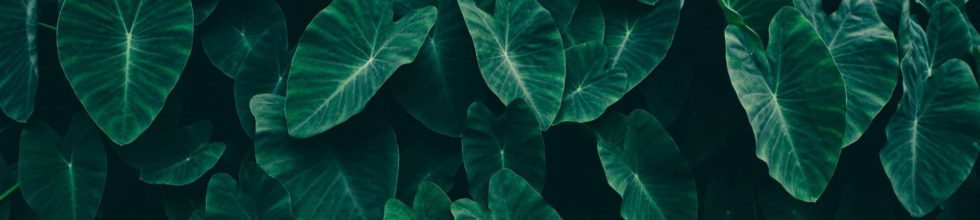 Picture of green leaves